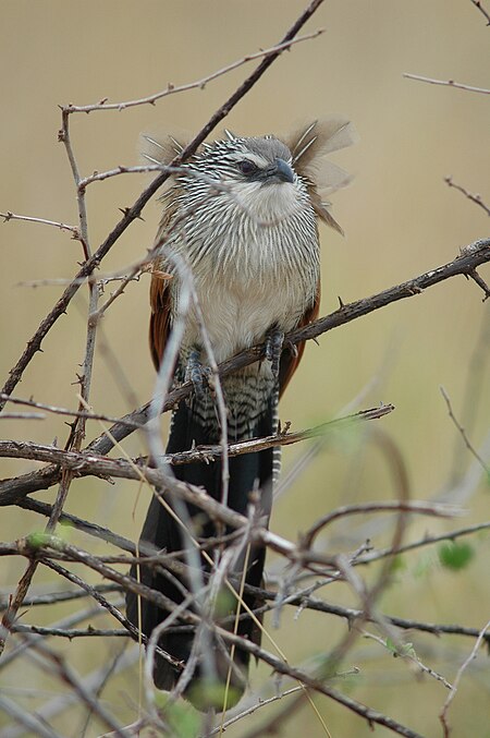 White-browed Coucal.jpg