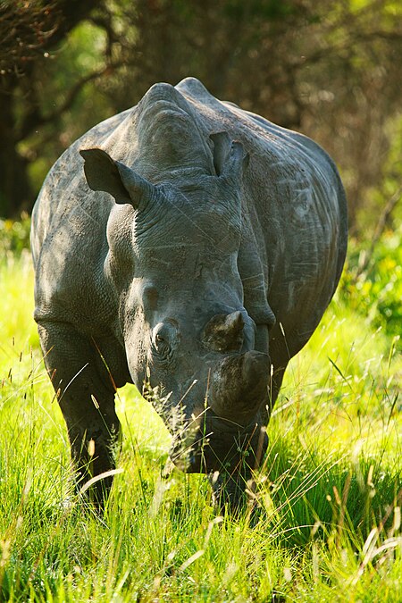 Tập_tin:White_Rhino_cow_in_Kwafubesi,_Limpopo_Provence_South_Africa.jpg
