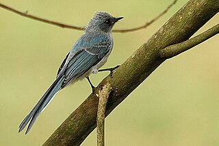 <span class="mw-page-title-main">White-tailed blue flycatcher</span> Species of bird