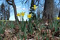 Wild daffodils in Tartumaa last day of April 2022 02.jpg