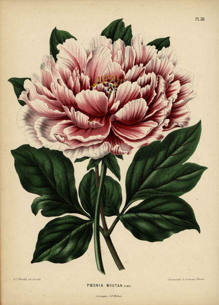 Pl. 50: PAEONIA MOUTAN Sims