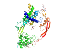 Crystal structure of Wnt8 bound to the Frizzled8 cysteine rich domain. Wnt resembles a hand that is "pinching" Frizzled with it's thumb and forefinger.