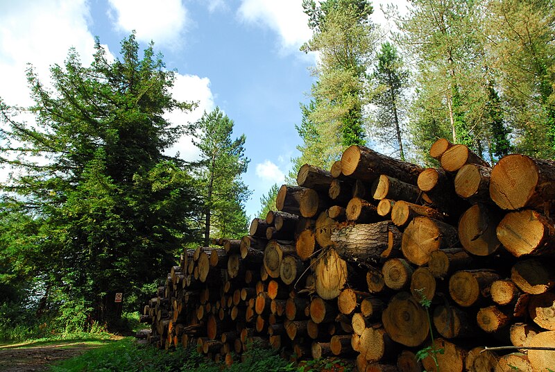 File:Wood pile in Chase Wood - geograph.org.uk - 4090530.jpg