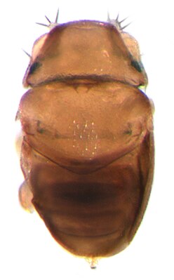 Euryplatea nanaknihali, female in dorsal view