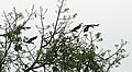 Wreathed Hornbill (Aceros undulatus) possibly on Semal (Bombax ceiba) at Jayanti, Duars, West Bengal W IMG 5793.jpg