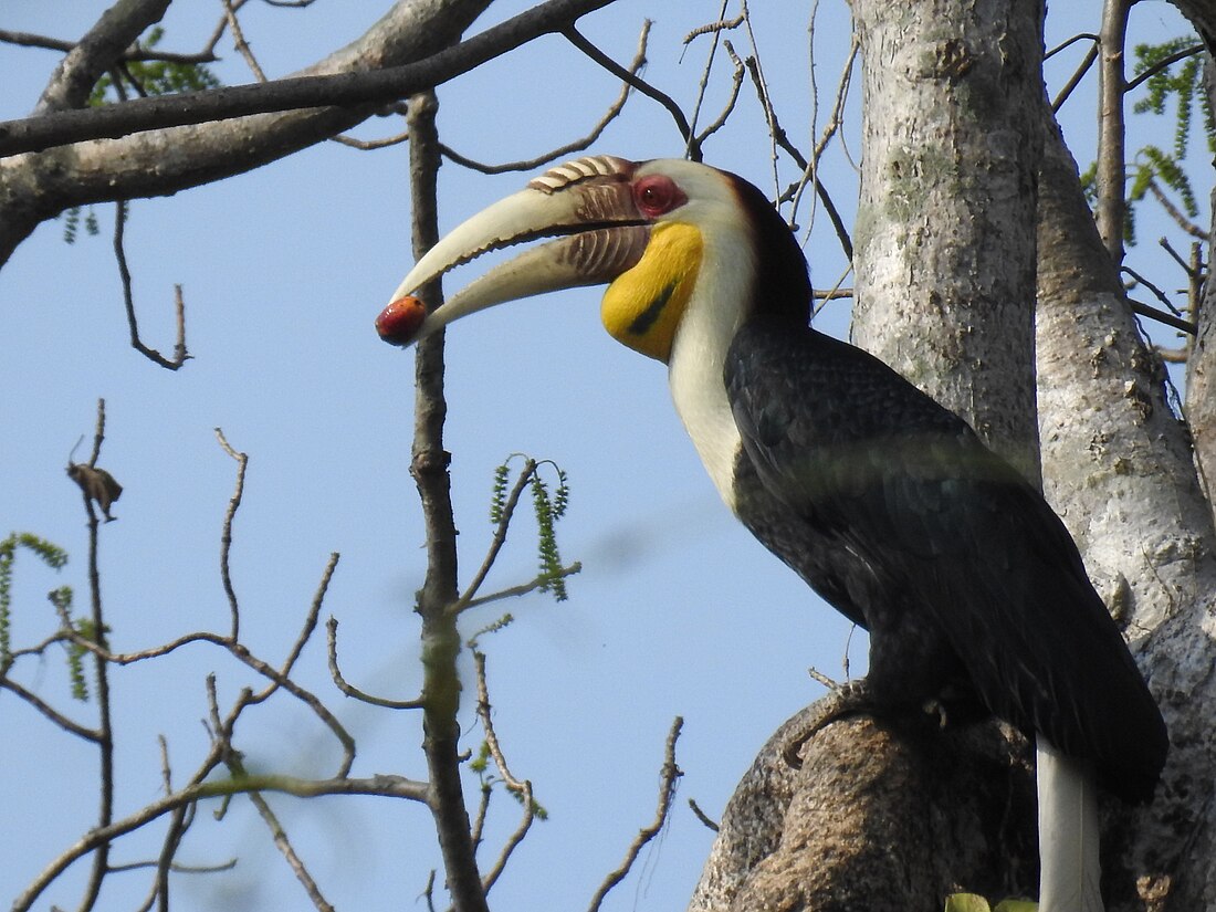 Wreathed hornbill