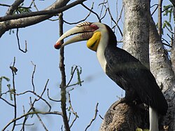 Kransed hornbill1.jpg