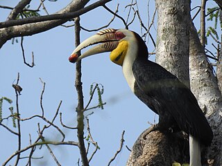 <span class="mw-page-title-main">Wreathed hornbill</span> Species of bird
