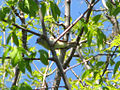 Yellow-bellied Flycatcher.jpg