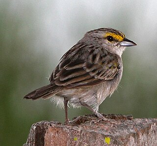 <span class="mw-page-title-main">Yellow-browed sparrow</span> Species of bird