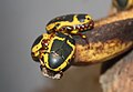 Yellow-bellied Beetle