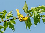 Thumbnail for File:Yellow Warbler, Jamaica Bay, New York (32571).jpg