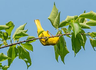 Gul skogssångare