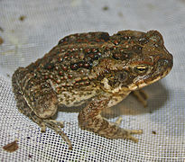 A juvenile Bufo marinus