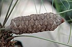 Zamia Angustifolia Female Cone in a Czech Private Collection.jpg