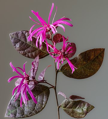 Loropetalum