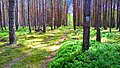 Ścieżka przyrodniczo-leśna POTOK SUCHA (szlak bobra).jpg