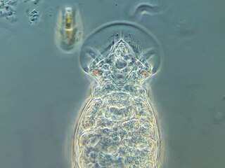 <span class="mw-page-title-main">Lepadellidae</span> Family of rotifers