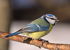 Cyanistes Caeruleus