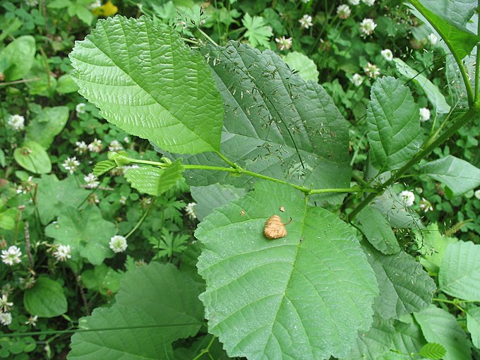 Форма листьев ольха. Форма листа ольхи. Alnus glutinosa. Ольха дерево листья. Ольха черная листья.