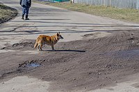 Хмільниця. Місцевий пес