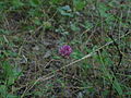 Trifolium pratense