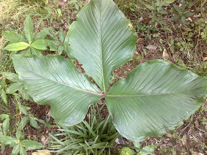 File:ムサシアブミ(武蔵鐙)(Arisaema ringens (Thunb.) Schott)-葉 (5847084282).jpg