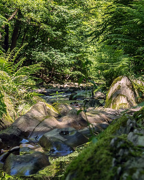 File:-29 Naturschutzgebiete in Thüringen Schwarzatal 159.jpg