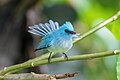 * Nomination African blue flycatcher (Elminia longicauda) at Kibale forest National Park --Giles Laurent 11:41, 15 July 2024 (UTC) * Promotion  Support Good quality. --Bgag 12:39, 15 July 2024 (UTC)
