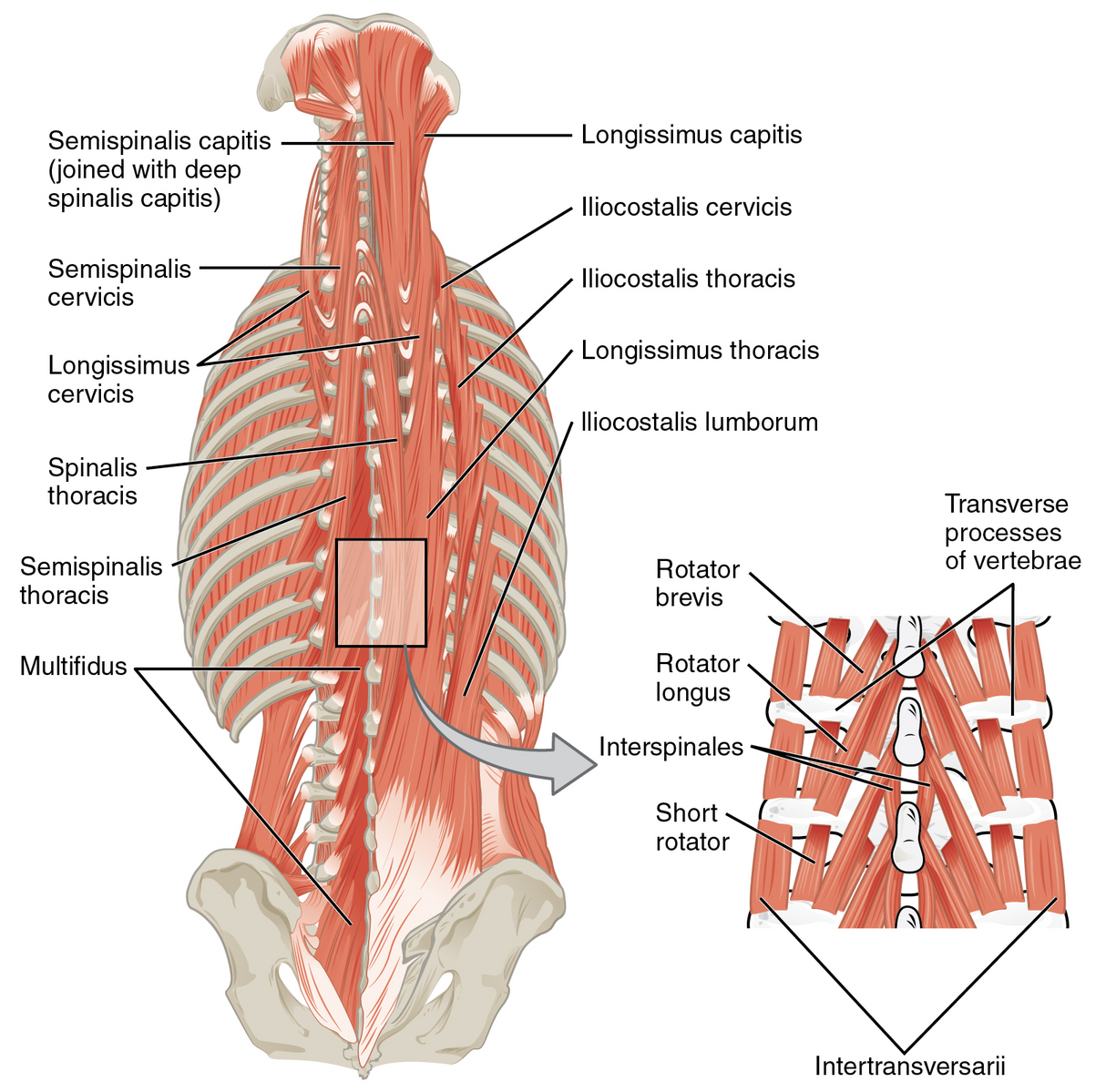 Erector Spinae