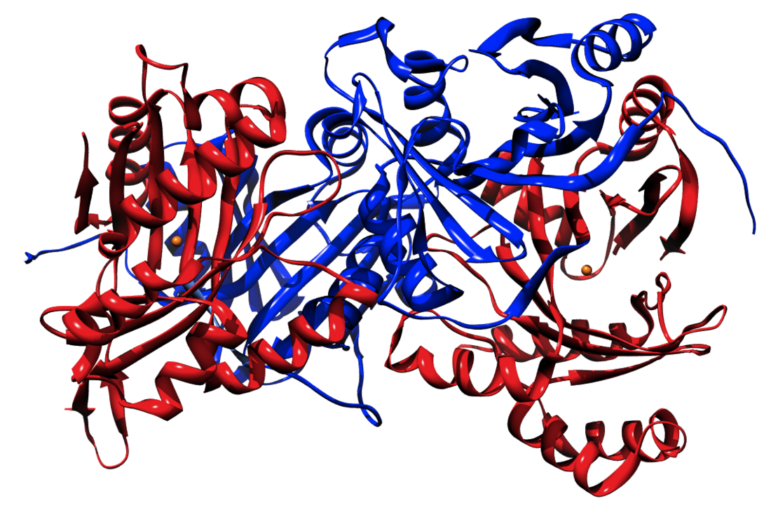 4-Hydroxyphenylpyruvate dioxygenase