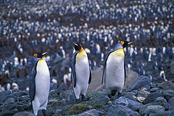 Pingüinos emperador en St. Andrew's Bay