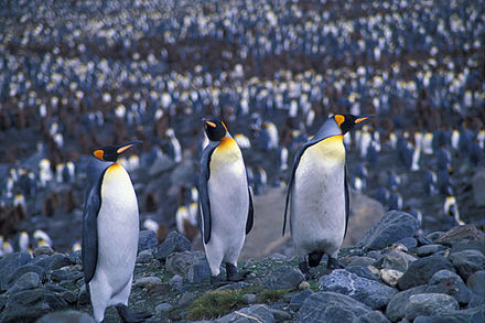 King Penguins in St Andrew's Bay