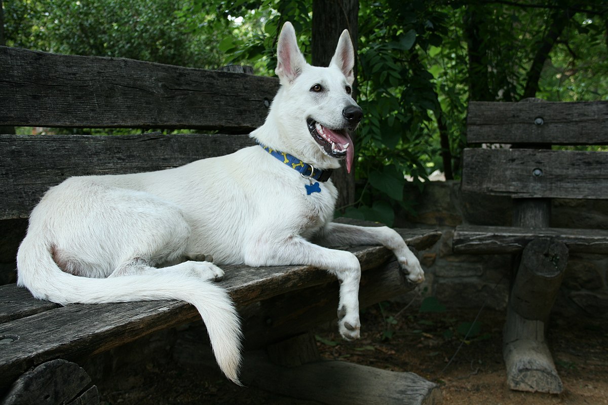 White German Shepherd Dog Facts: Profile, Traits, Care, IQ