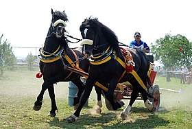 Image illustrative de l’article Cheval en Slovaquie