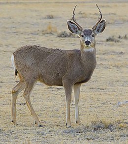 Juodauodegis elnias (Odocoileus hemionus)