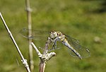 Miniatura para Sympetrum striolatum