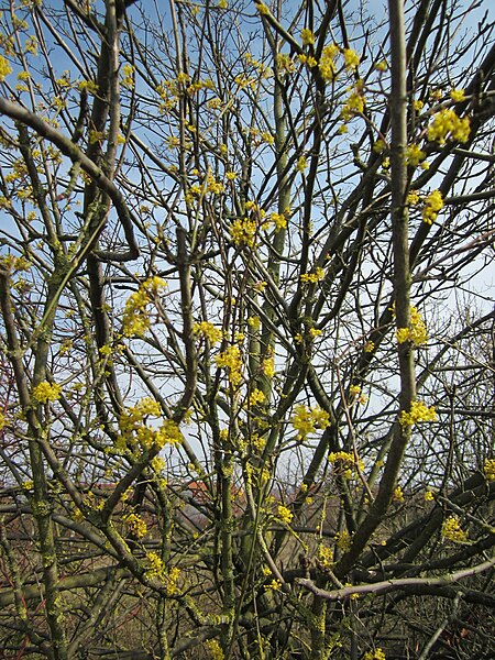 File:20130324Cornus mas4.jpg