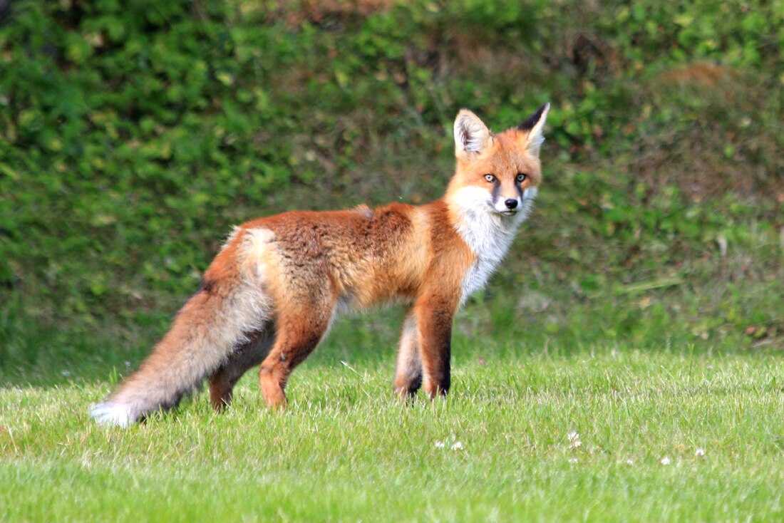 Vulpes vulpes