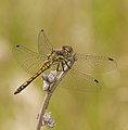 Schwarze Heidelibelle - Sympetrum danae, junges Männchen