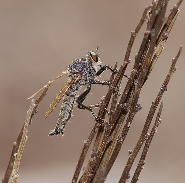 File:2015.07.16.-01-Viernheim--Barbarossa-Fliege-Maennchen.jpg