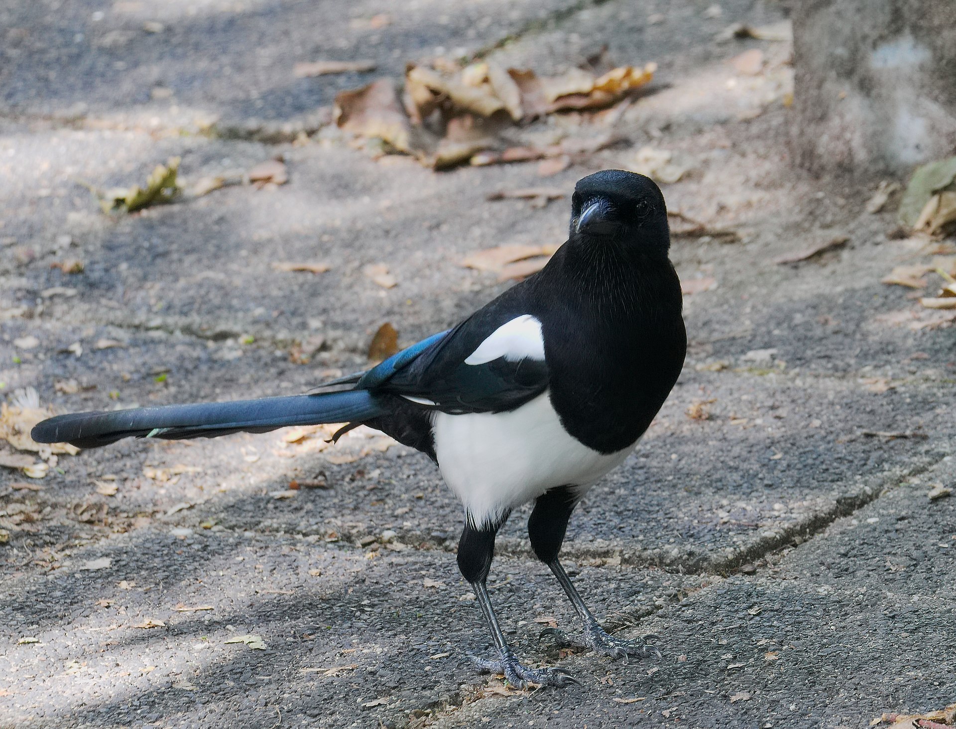 2016.10.11.-09-Mannheim Vogelstang--Elster.jpg