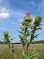 Vorschaubild der Version vom 09:26, 6. Jul. 2017