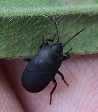 <i>Aellopus atratus</i> Species of dirt-colored seed bug