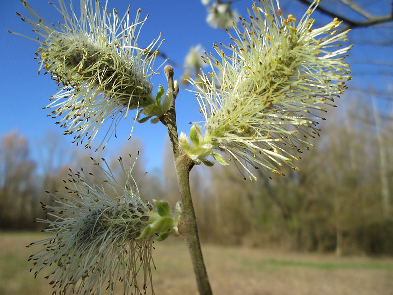 File:20190329Salix cinerea4.jpg