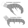 Lyrarapax spp. ライララパクス（ライララパックス）