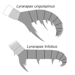 20191221 Radiodonta frontal appendage Lyrarapax.png