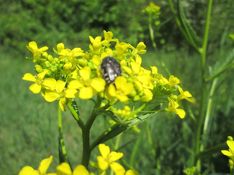 File:20200505Bunias orientalis4.jpg