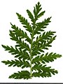 * Nomination Tanacetum vulgare. Leaf adaxial side. --Knopik-som 01:31, 10 September 2021 (UTC) * Promotion  Support Good quality -- Johann Jaritz 03:01, 10 September 2021 (UTC)