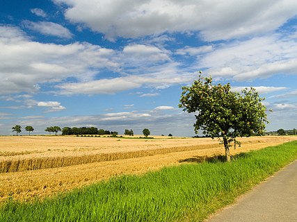 Apple tree and wheat field in summer, near Hoheneggelsen, Hildesheim county, Lower Saxony, Germany